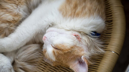 Cat abscess shop treatment at home